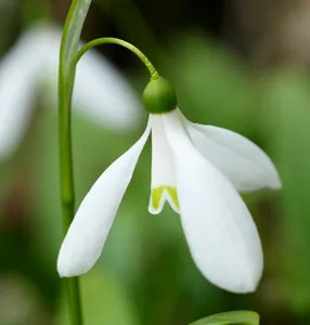 Galanthus woronowii