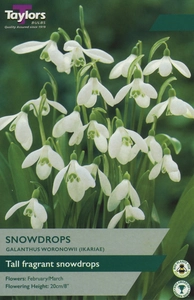 Galanthus woronowii