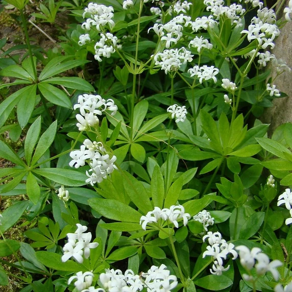 Galium odoratum