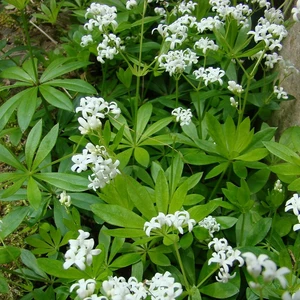 Galium odoratum