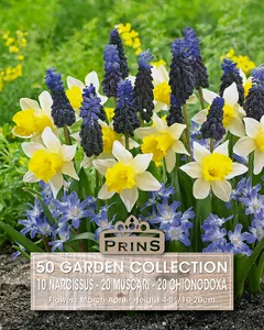 Garden Bulb Collection