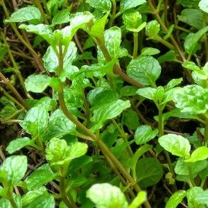 Garden Mint 14cm