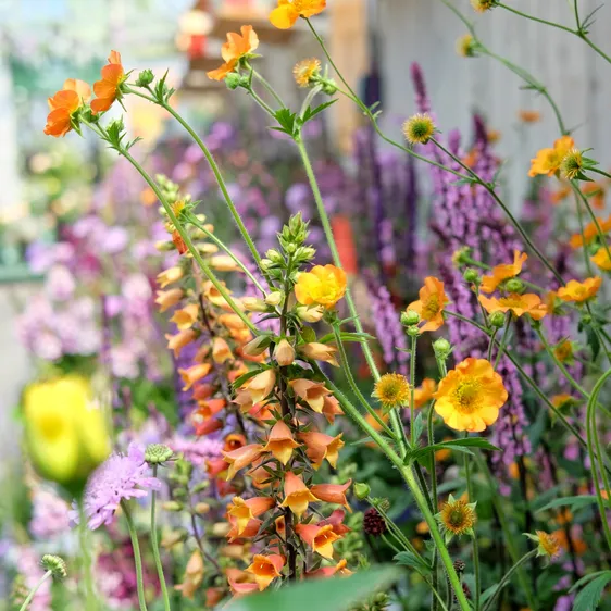 Gardener's Question Time