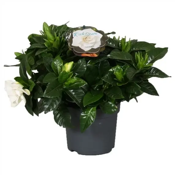 Gardenia jasminoides 'White' - image 1