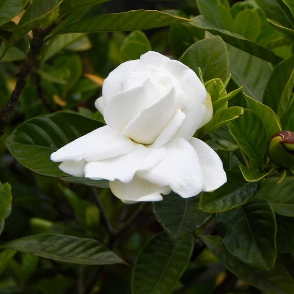 Gardenia jasminoides 'White' - image 3
