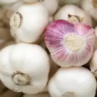 Garlic Bulbs