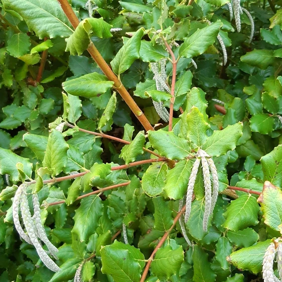 Image Credit: ©2025 John Richards Nurseries Ltd