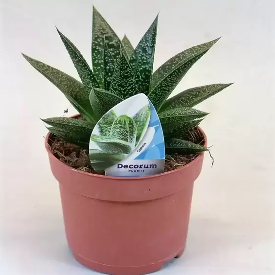 Gasteraloe 'Aveo'