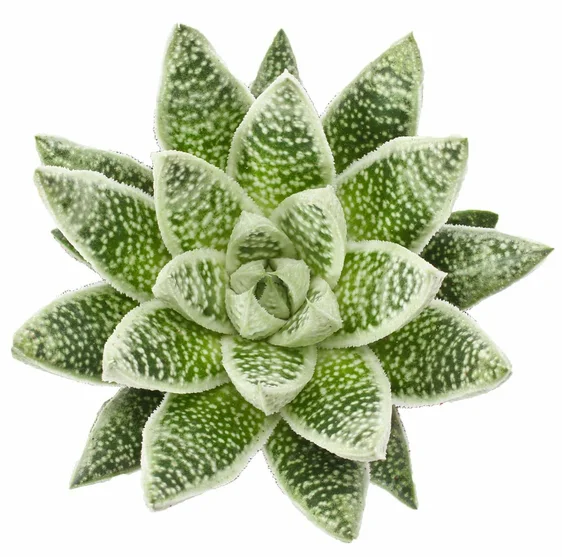Gasteraloe 'Snow Rocks' - image 1