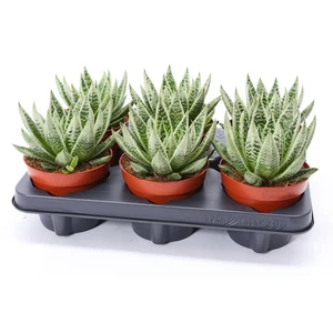 Gasteraloe 'Snow Rocks' - image 2