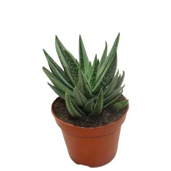 Gasteraloe variegata