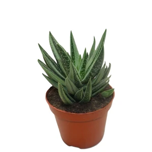 Gasteraloe variegata
