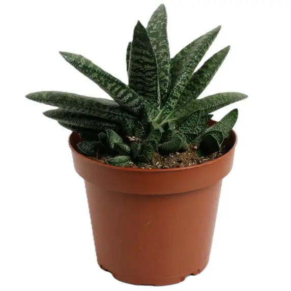 Gasteria 'Amour' 12cm