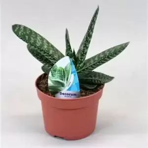 Gasteria 'Amour' - image 1