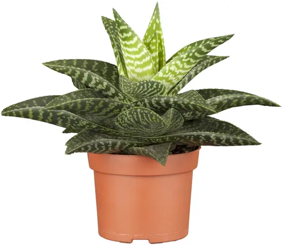Gasteria 'Apollo' 10.5cm