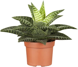 Gasteria 'Apollo'