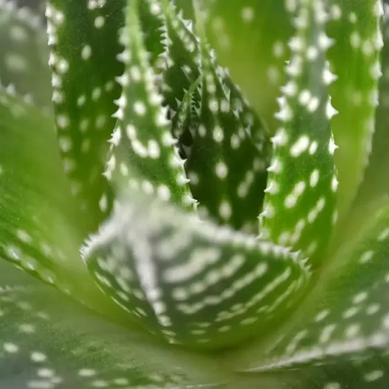 Gasteria 'Aurora' - image 2