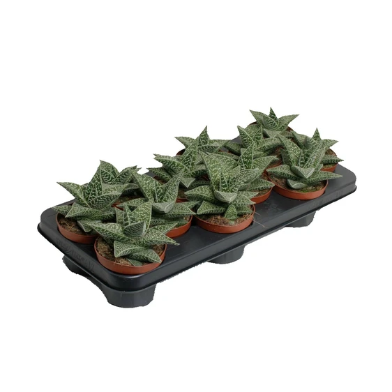 Gasteria 'Aveo'