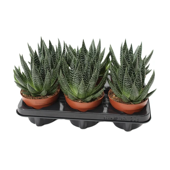 Gasteria 'Beguinii'