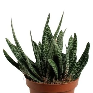 Gasteria 'Big Ben' - image 2