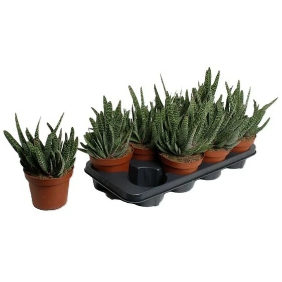 Gasteria 'Big Ben' - image 1