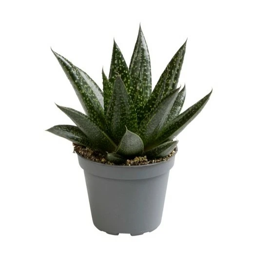 Gasteria 'Due' 6cm - image 2