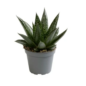 Gasteria 'Due' 6cm - image 2