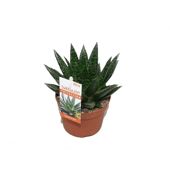 Gasteria 'Due' 10.5cm - image 2