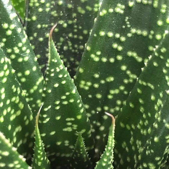Gasteria 'Due' 6cm - image 1
