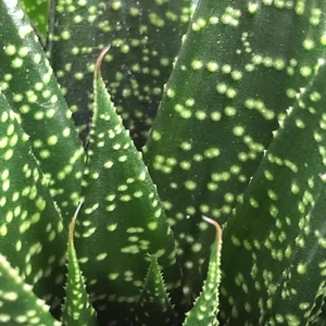 Gasteria 'Due' 6cm - image 2