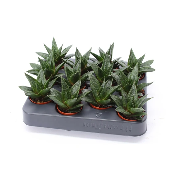 Gasteria 'Flow' - image 2