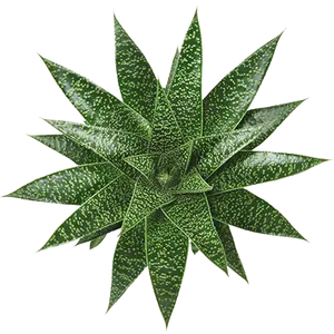 Gasteria 'Flow' - image 2