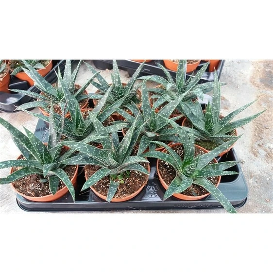 Gasteria 'Flow' 12cm - image 2