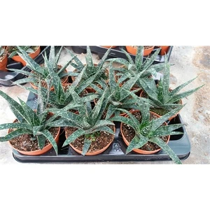 Gasteria 'Flow' 12cm - image 2