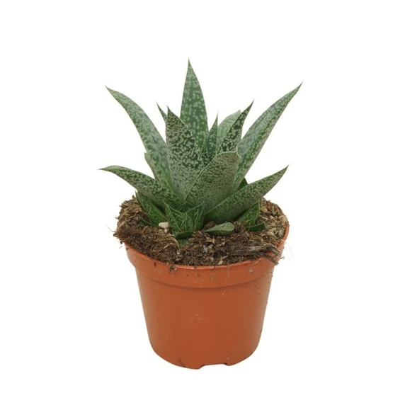 Gasteria 'Grey Moon'