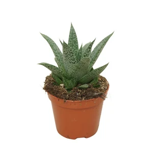 Gasteria 'Grey Moon'