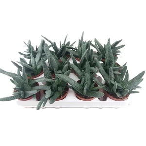 Gasteria limifolia