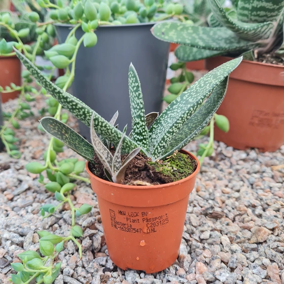 Gasteria minor