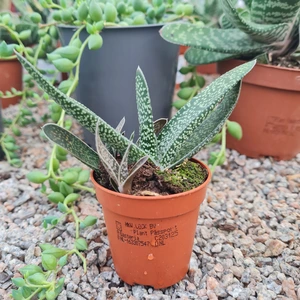 Gasteria 'Minor'