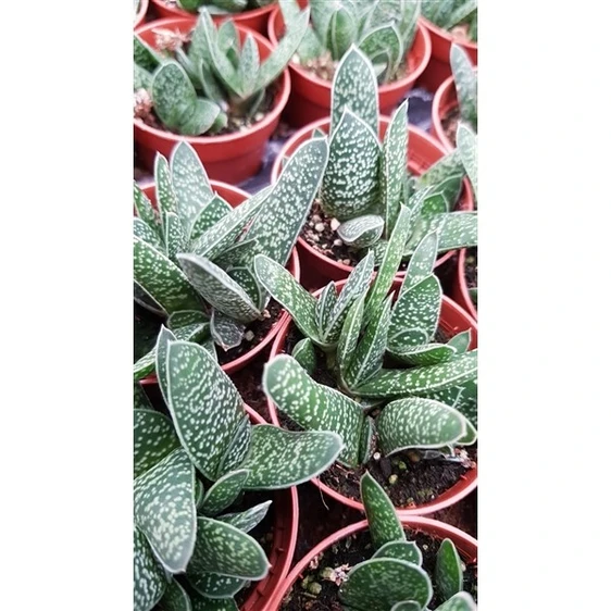 Gasteria 'Minor'