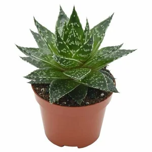 Gasteria 'Mufasa'