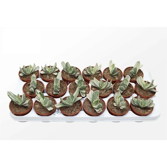 Gasteria 'Sakura Fuji'