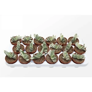 Gasteria 'Sakura Fuji'