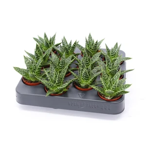 Gasteria 'Tess' - image 2