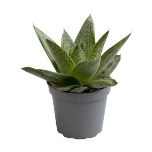 Gasteria 'Tiga' 6cm