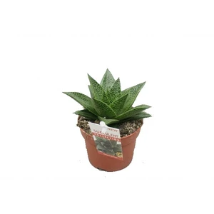 Gasteria 'Tiga' 6cm