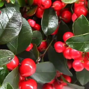 Gaultheria procumbens 'Big Berry' 10.5cm - image 1