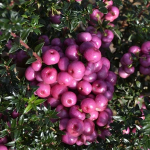 Gaultheria mucronata (Pernettya) 'Lilian'