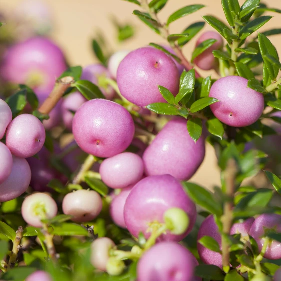 Gaultheria mucronata (Pernettya) 'Pink Form'