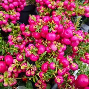 Gaultheria mucronata (Pernettya) 'Red Form'